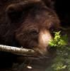 kelbear66